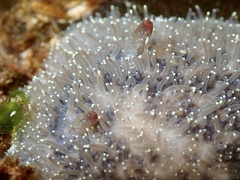 Acanthodoris nanaimoensis
