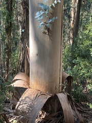 Eucalyptus globulus
