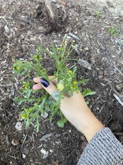 Senecio vulgaris