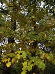 Acer saccharum