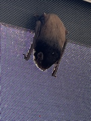 Chalinolobus gouldii