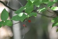 Amelanchier interior