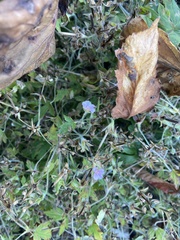 Geranium sibiricum