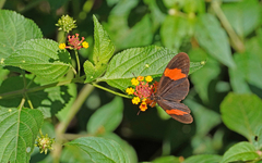 Heliconius melpomene