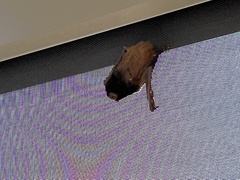 Chalinolobus gouldii