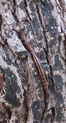 Anisomorpha buprestoides