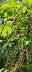 Schefflera digitata