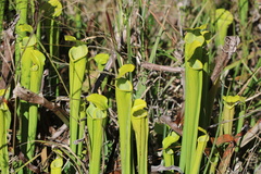 Sarracenia alata