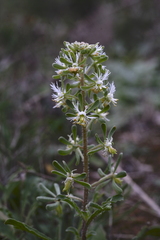 Reseda phyteuma