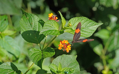 Heliconius melpomene