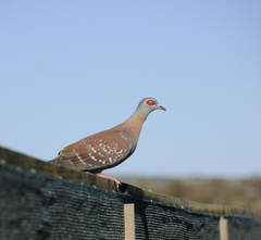 Columba guinea