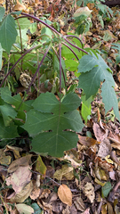 Polymnia canadensis