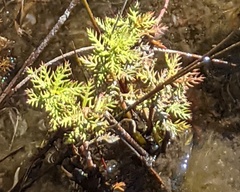 Proserpinaca pectinata