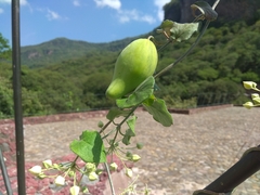Funastrum pannosum