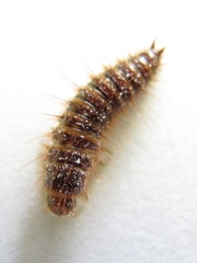 Dermestes