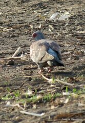 Columba guinea