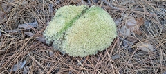 Cladonia subtenuis
