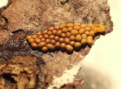 Oligonema persimile