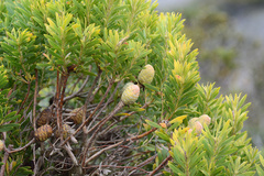 Leucadendron coniferum