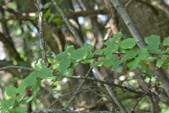 Amelanchier interior