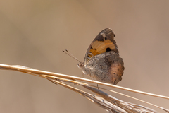 Junonia hierta cebrene