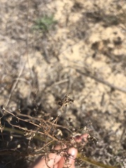 Stephanomeria exigua