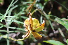 Sarracenia alata