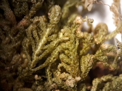 Telaranea tetrapila tetrapila