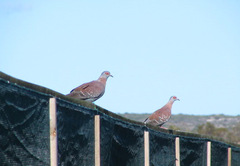 Columba guinea