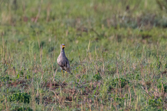 Vanellus senegallus