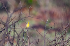 Crithagra mozambica