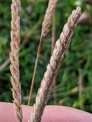 Cynosurus cristatus