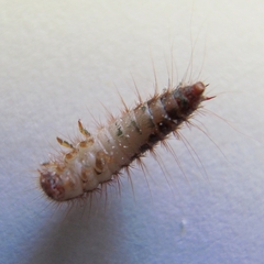 Dermestes