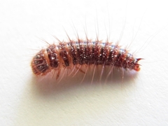 Dermestes