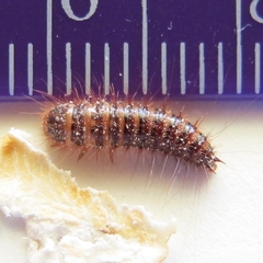Dermestes