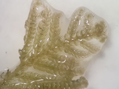 Telaranea tetrapila tetrapila