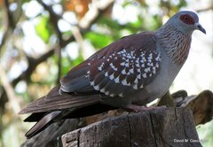 Columba guinea