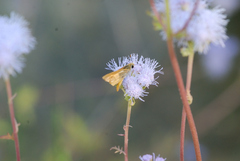 Copaeodes aurantiaca