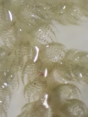 Telaranea tetrapila tetrapila