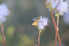 Copaeodes aurantiaca