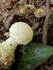 Amanita rhopalopus