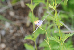 Copaeodes aurantiaca