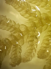 Telaranea tetrapila tetrapila