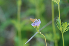 Copaeodes aurantiaca