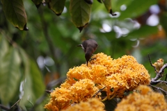 Myzomela obscura