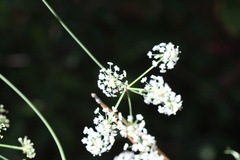Apioideae
