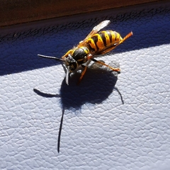 Vespinae