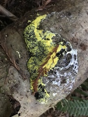 Fuligo septica