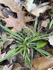 Dichanthelium laxiflorum
