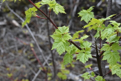Acer glabrum douglasii
